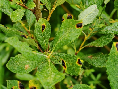 Willow Tar Spot