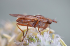 Elgiva solicita