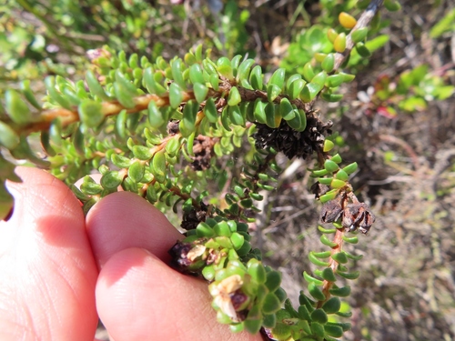 Image of Adenandra rotundifolia by (c) linkie, some rights reserved (CC BY)