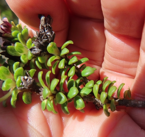 Image of Adenandra rotundifolia by (c) linkie, some rights reserved (CC BY)