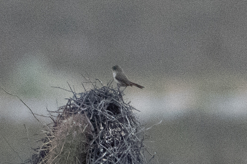 Dark-winged Canastero (Asthenes arequipae), photo 5