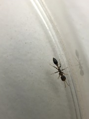 Pseudomyrmex ejectus