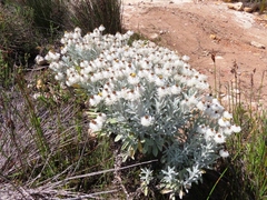 Syncarpha argyropsis