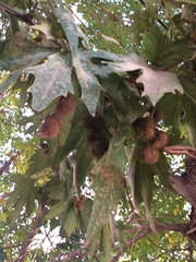 Platanus mexicana