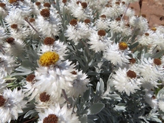 Syncarpha argyropsis