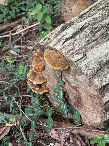 Fuscoporia gilva