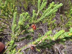 Erica spectabilis