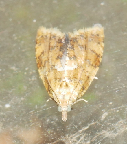 Yellow-spot Tortrix, Ede, Gelderland, Netherlands, photo 7 of 10