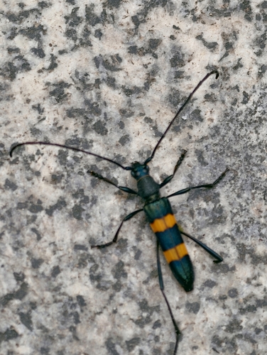 Polyzonus fasciatus