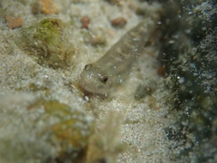 Stiphodon atropurpureus