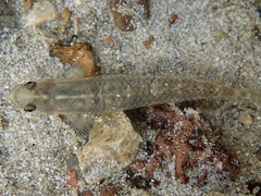 Stiphodon atropurpureus