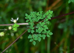 Thalictrum javanicum