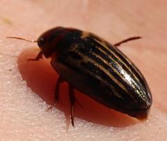 Agabus disintegratus