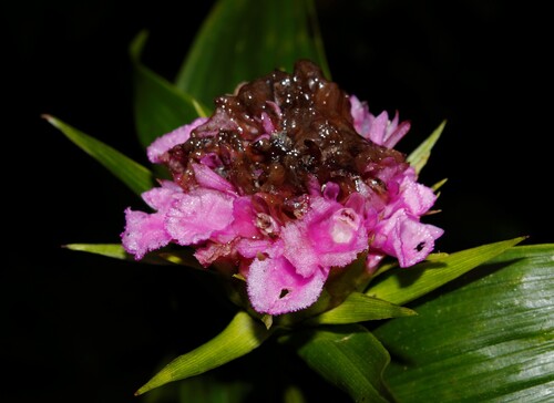 Elleanthus cephalotus Garay & H.R.Sweet 3