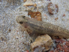 Stiphodon atropurpureus