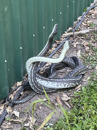 Coastal Carpet Python sighting