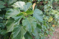 Acalypha grandibracteata