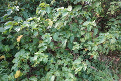 Acalypha grandibracteata