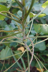 Acalypha grandibracteata