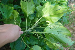Acalypha grandibracteata