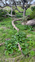 Myosotidium hortensia, photograph Tim Park, CC BY, iNaturalist via GBIF