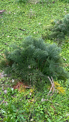 Aciphylla dieffenbachii, photograph (c) Tim Park, some rights reserved (CC BY)