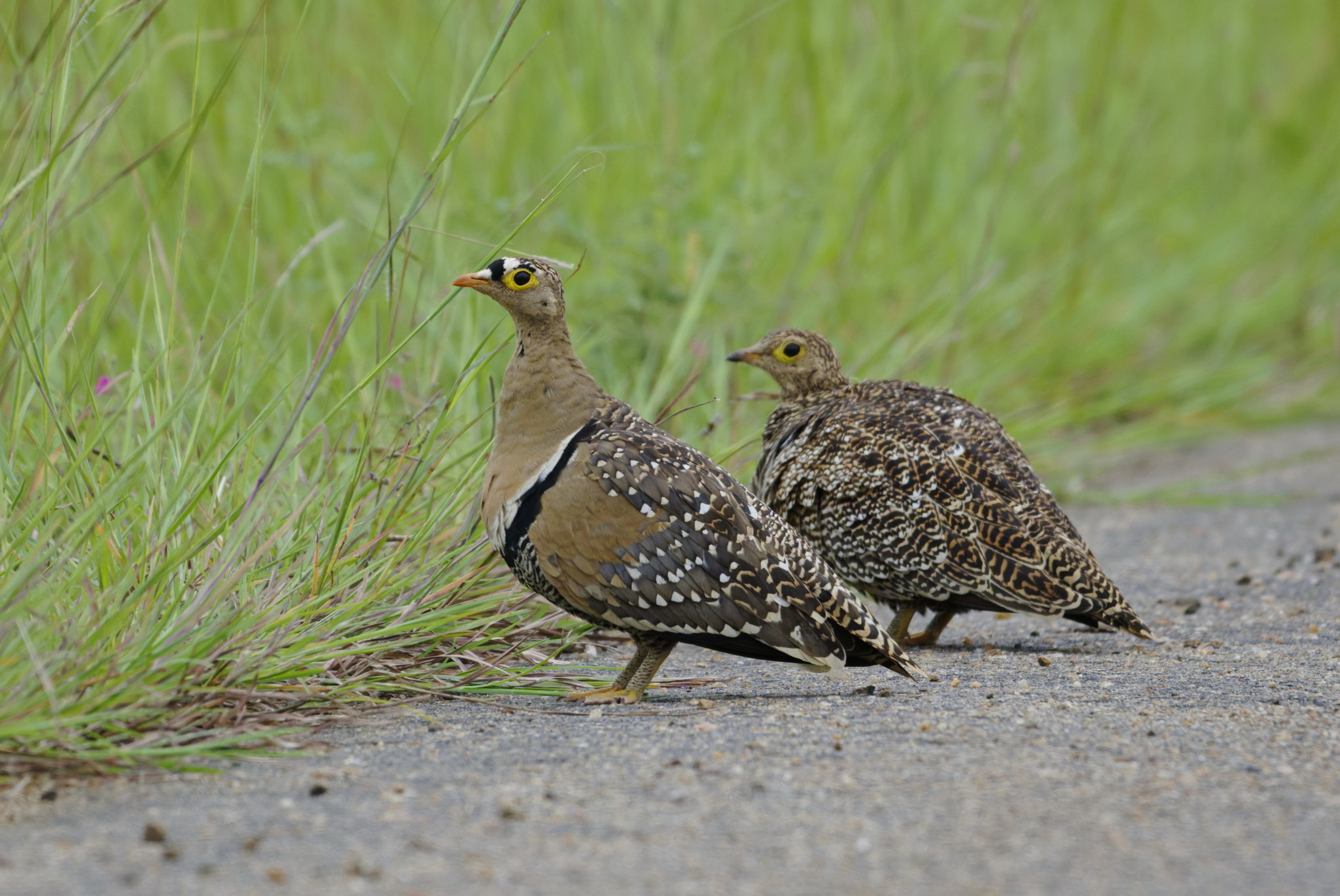 Double-banded Sandgrouse (Pterocles bicinctus), photo 3