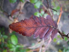 Hedlundia thuringiaca