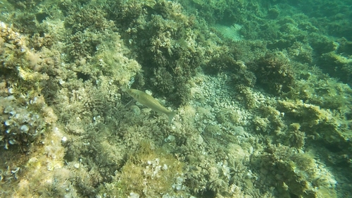Dicentrarchus labrax