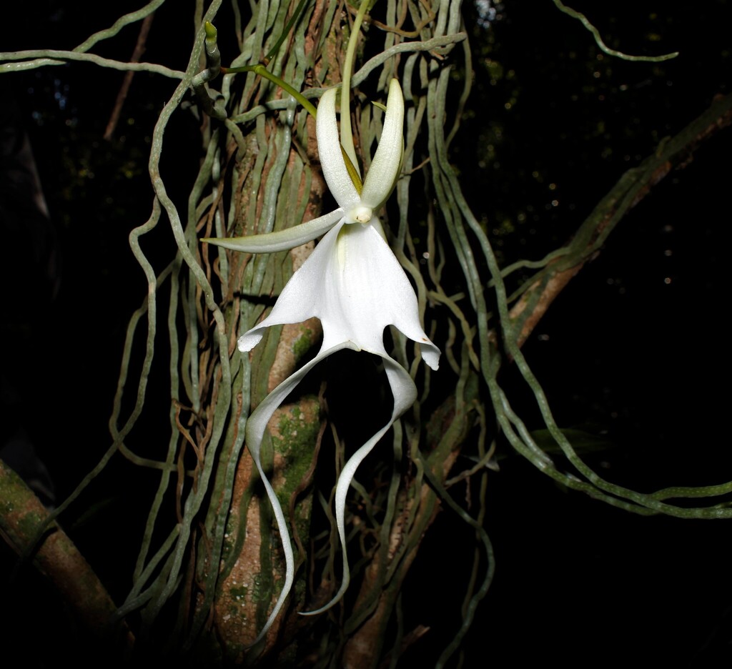 Dendrophylax sallei