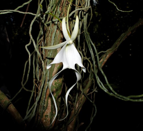 Dominican Ghost Orchid (Dendrophylax sallei)