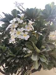Plumeria obtusa