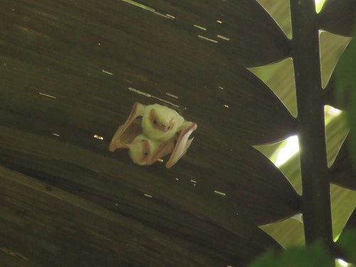 Northern Ghost Bat