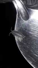 Porcellio laevis