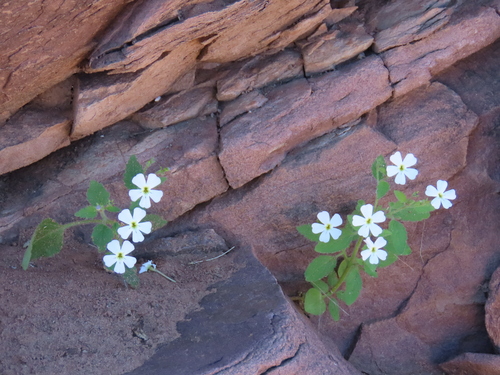 Jamesbrittenia megadenia (Jamesbrittenia megadenia)