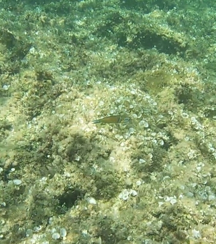 Thalassoma pavo