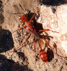 Ammophila wrightii