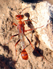 Ammophila wrightii