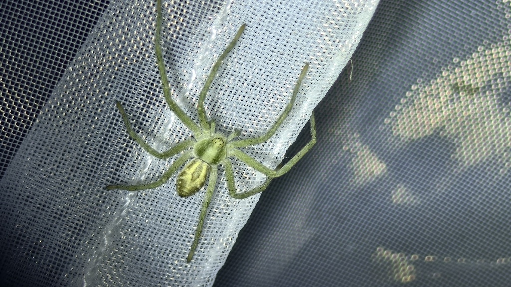Philodromus albolimbatus