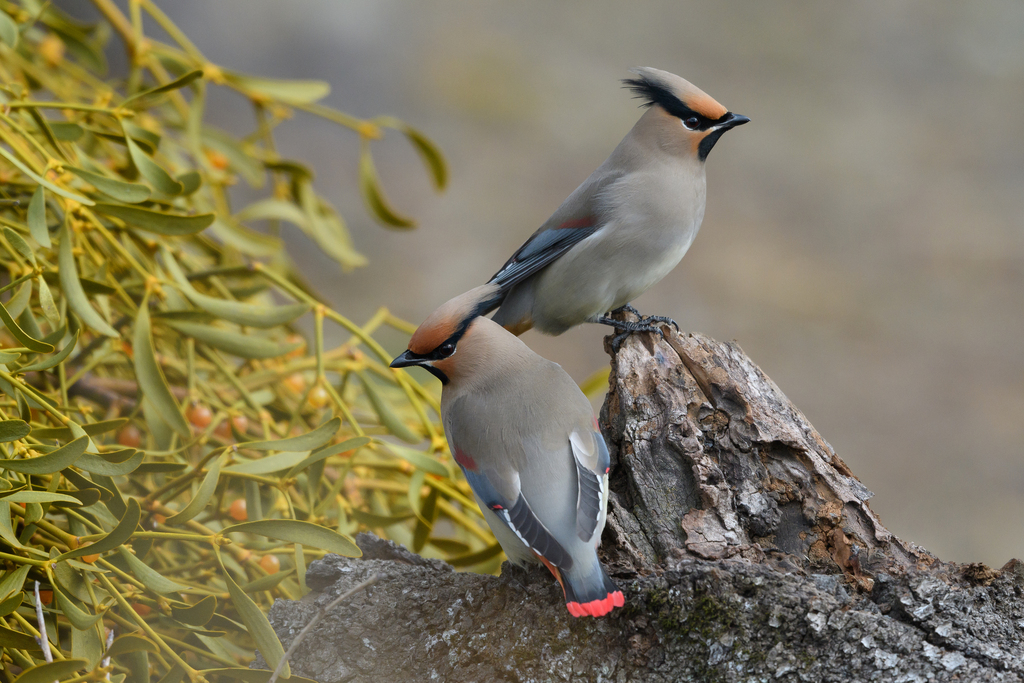 Japanese Waxwing