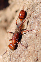 Ammophila wrightii