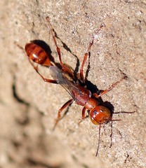 Ammophila wrightii
