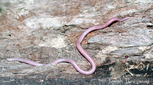 Photo of a Stadelman's Worm Snake (Amerotyphlops stadelmani)