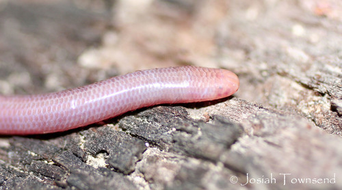 Stadelman's Worm Snake (Amerotyphlops stadelmani) · iNaturalist