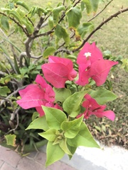 Bougainvillea