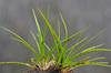 Spiny-spore Quillwort - Photo (c) Biopix, some rights reserved (CC BY-NC)