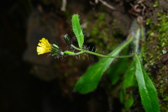 Hieracium morii