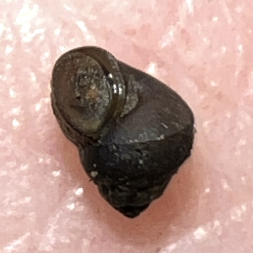 Posticobia