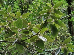 Dombeya punctata