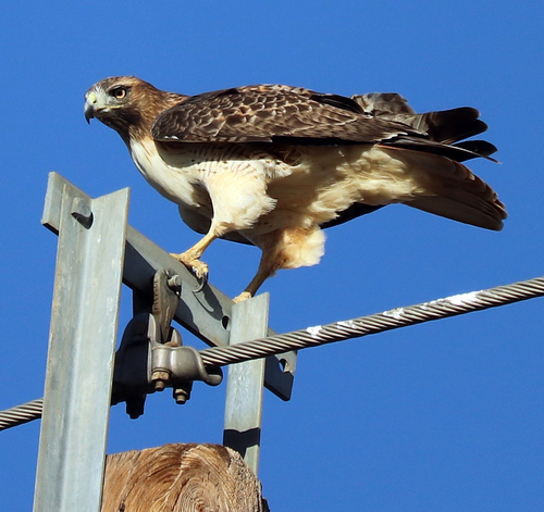 Guaraguao Colirrojo (Buteo jamaicensis)